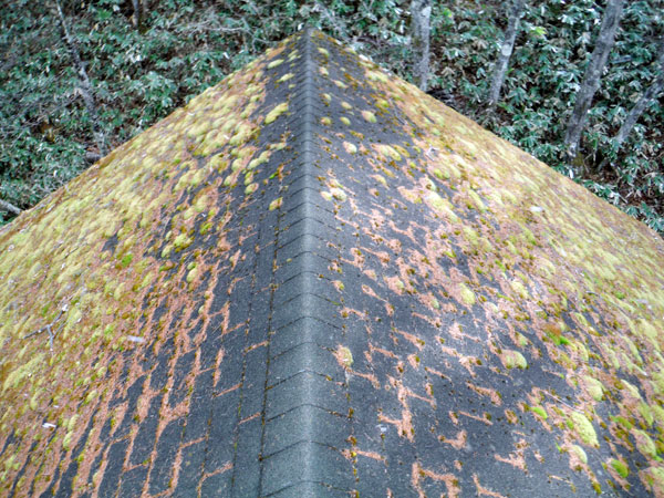 修理や取替工事が必要な屋根（屋根のコケ被害）